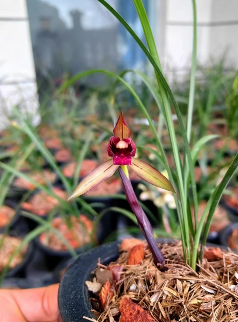 春兰  春剑  莲瓣兰名品  直播间一物一拍链接