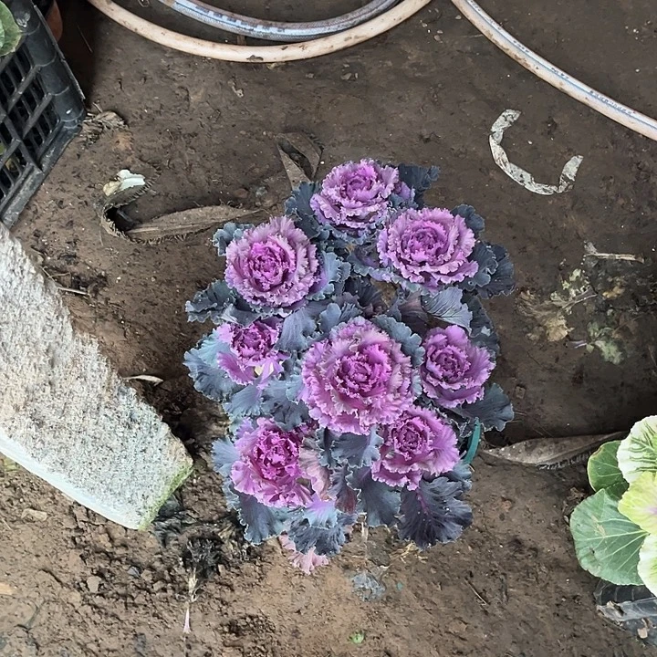 完全开放羽衣甘蓝