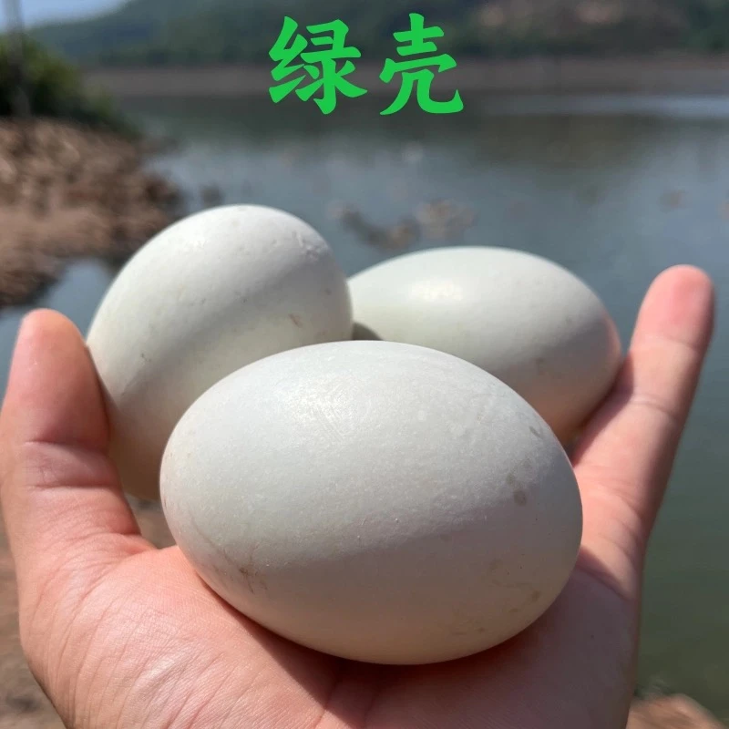 骆马湖土鸭蛋新鲜鸭蛋农家散养