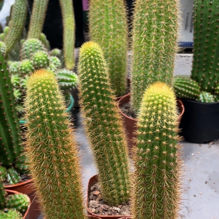 新品人鱼金妞自根15公分