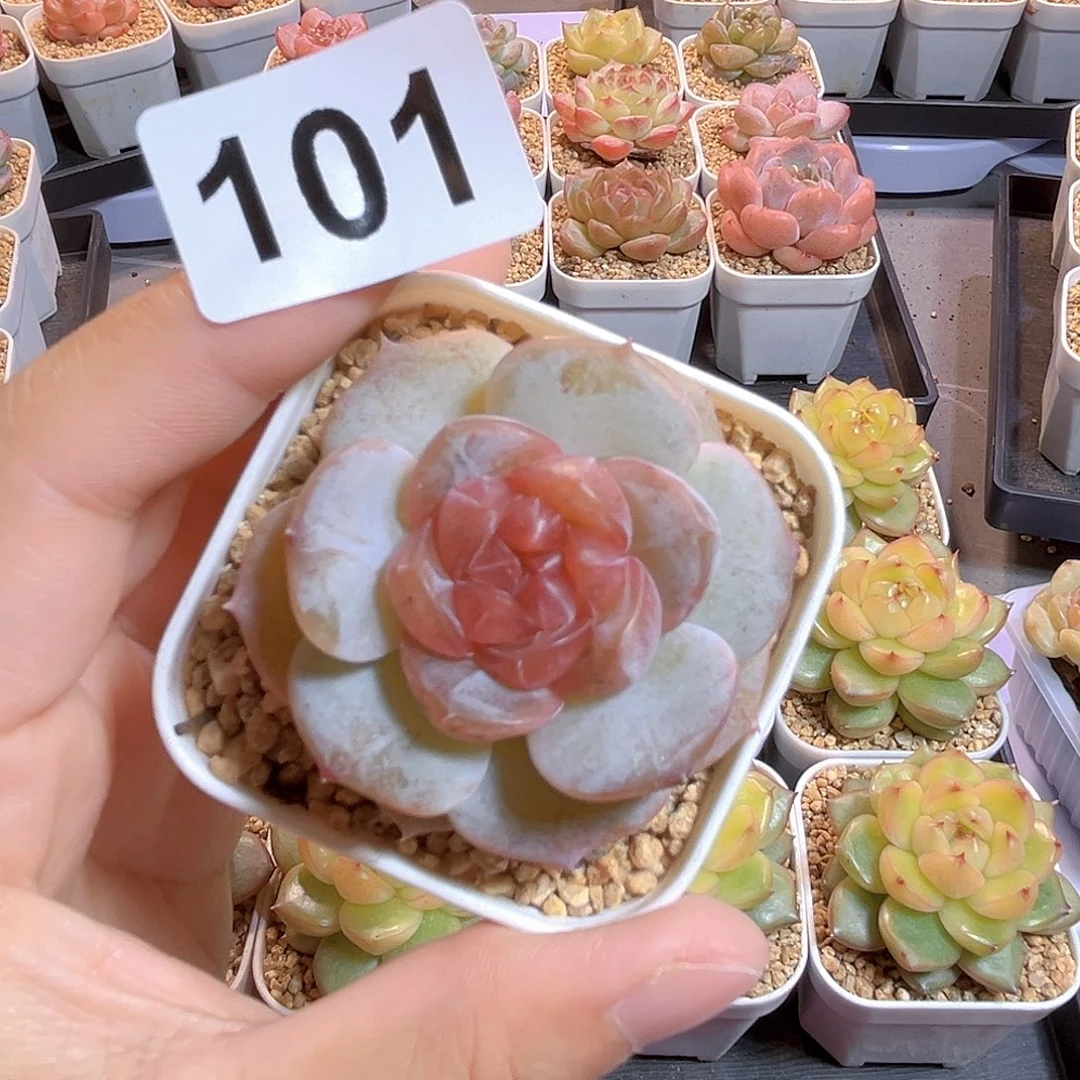 鹿***～101一物一拍 珍妮精选
