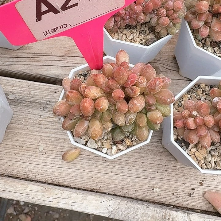 无****.xv z c b j f f 243