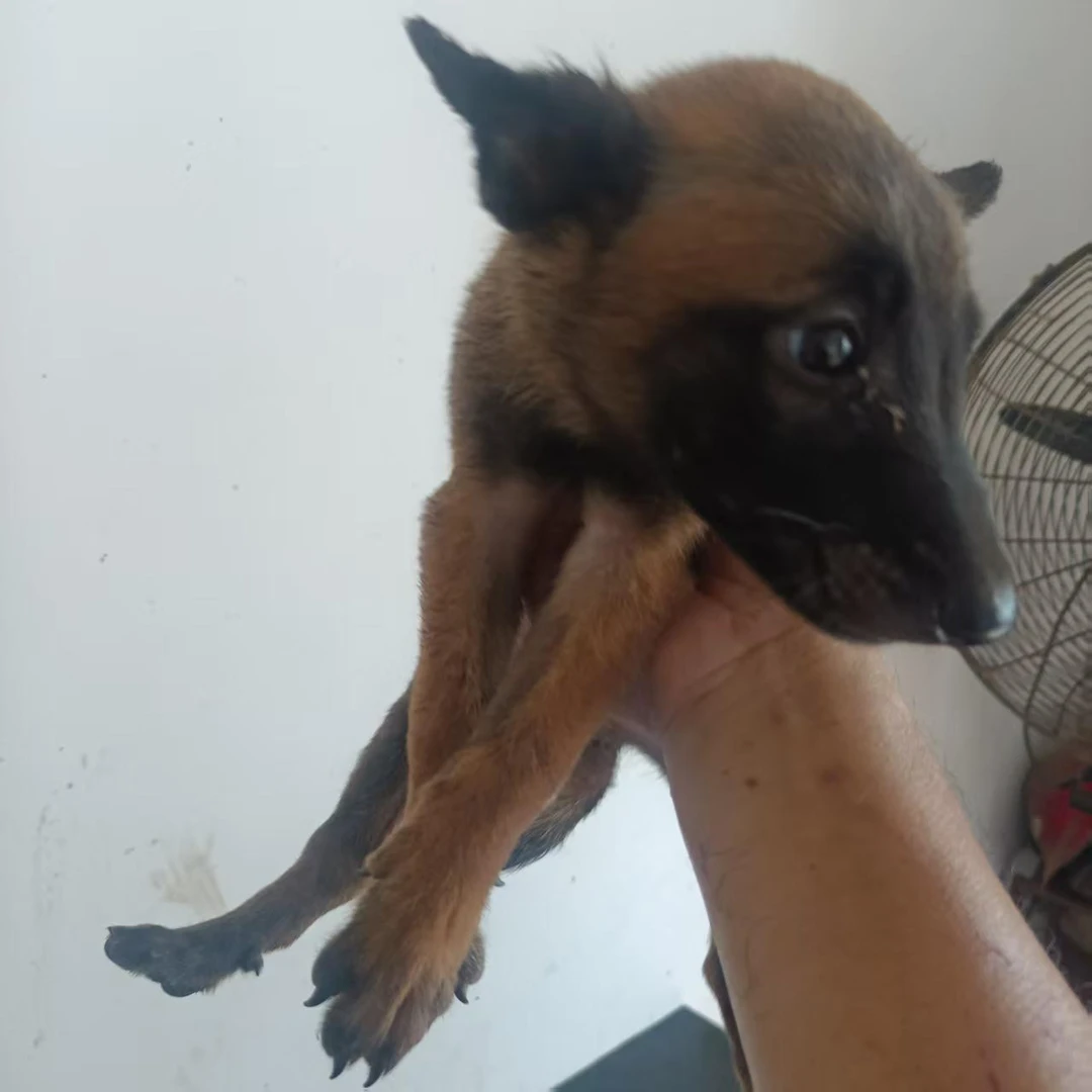 精品马犬幼犬活体