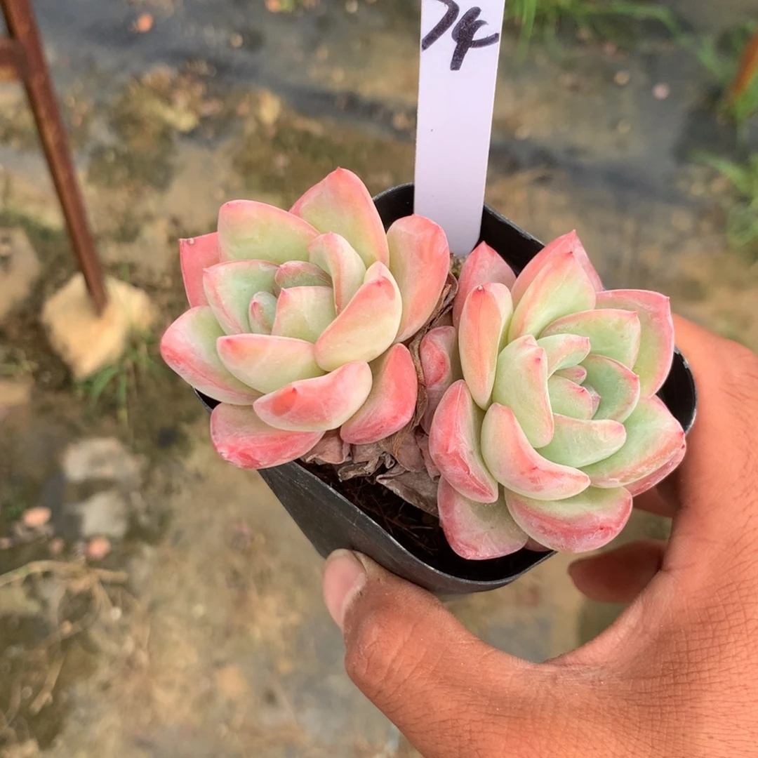 那时候是个啥东西不