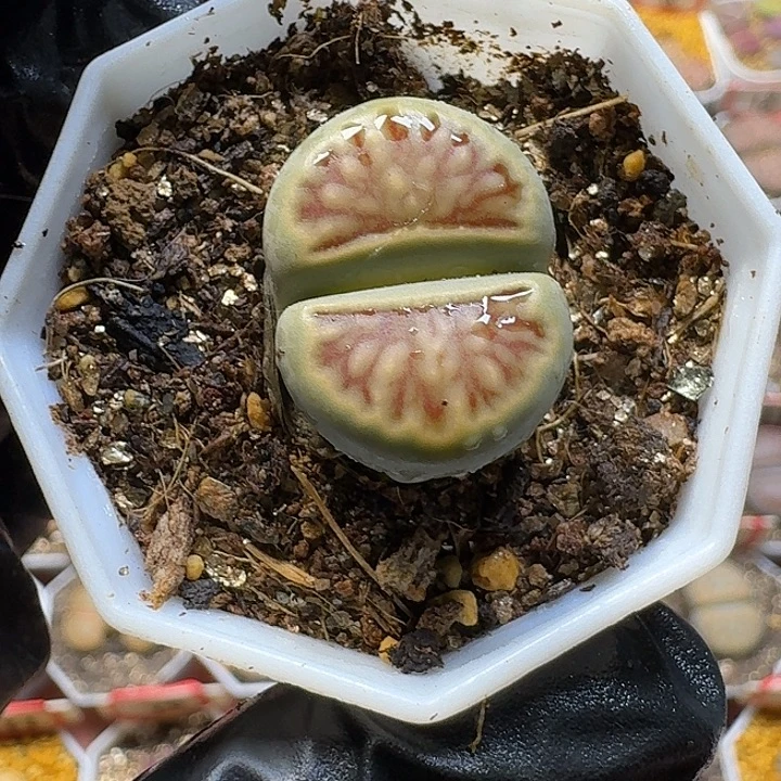 小***茄生石花2:：：。  89号