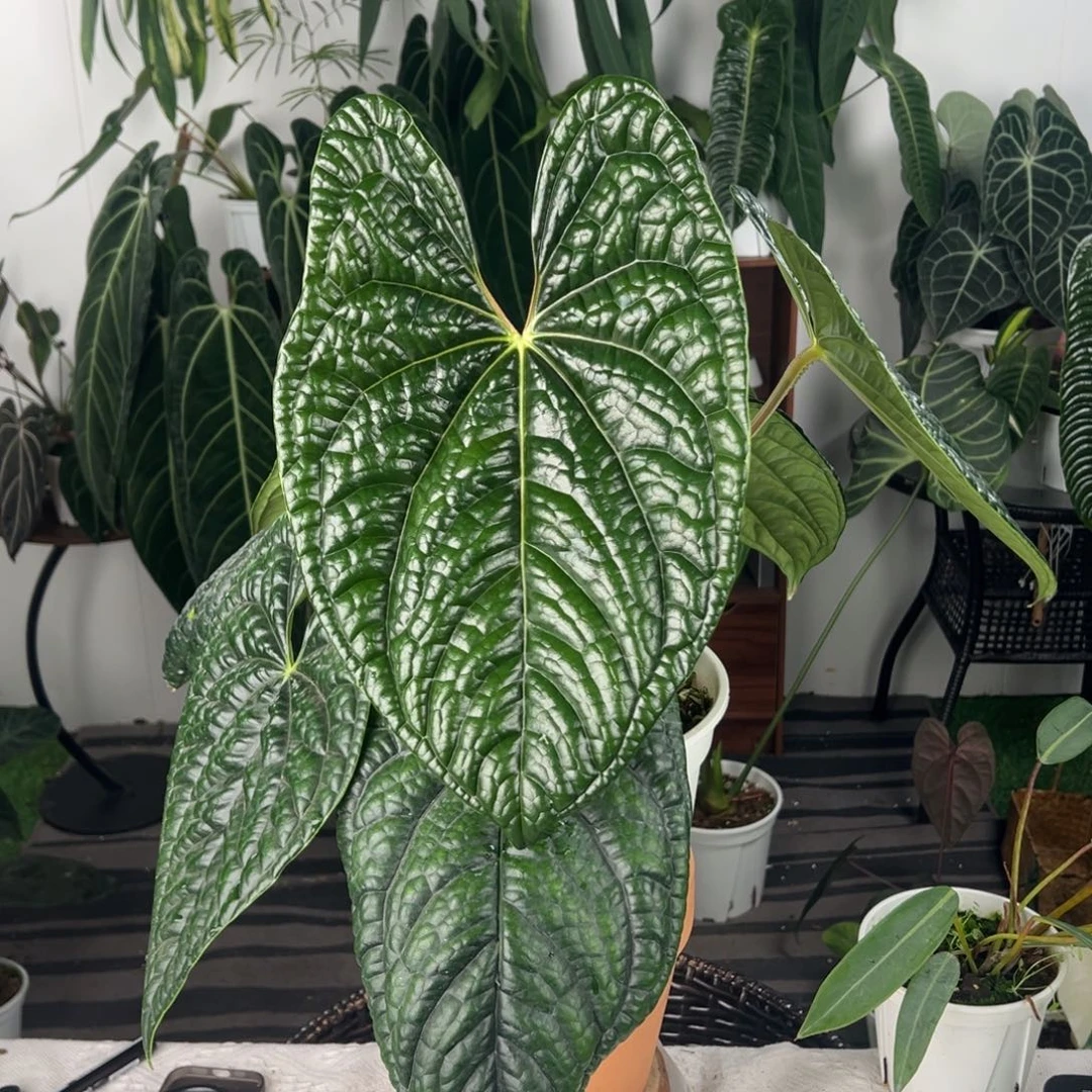 完全开放南美原桩黑奢7叶