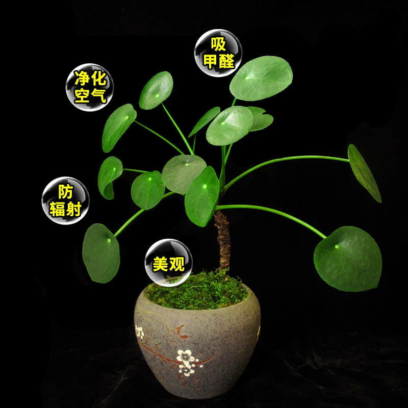 【乌鲁木齐发货】镜面草绿植盆栽ins北欧风老桩观叶桌面内绿植禅意