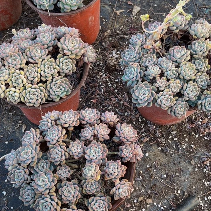 三块椰砖一斤珍珠岩