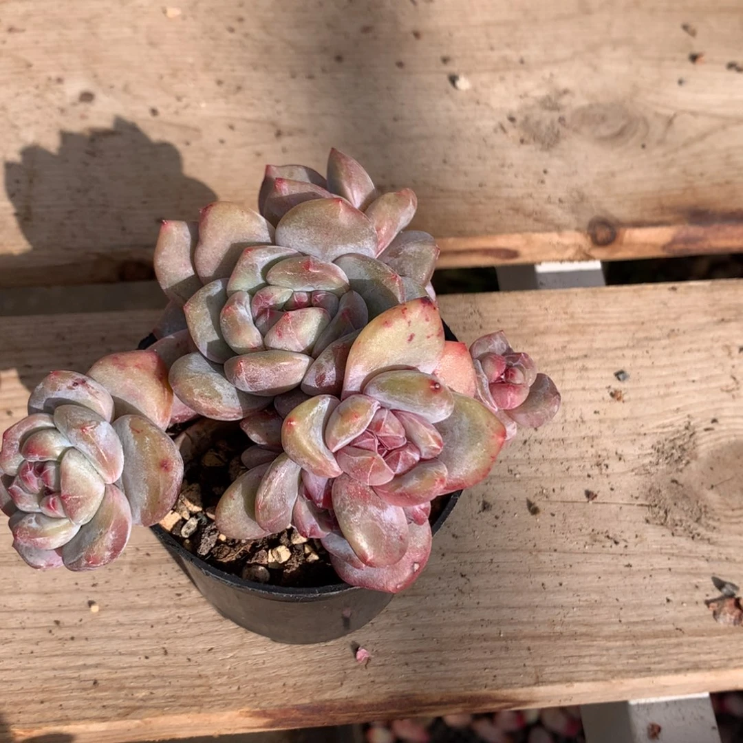 二胖多肉石榴籽群雪姨