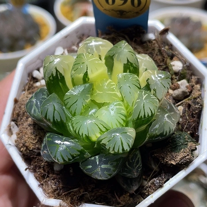696卜卜紫锦特选福利