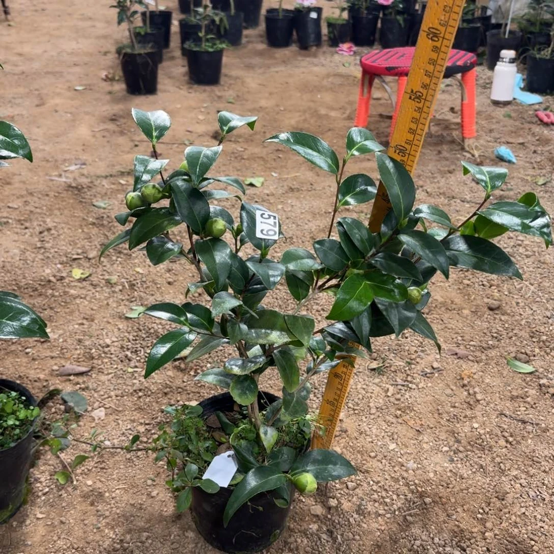 少量花朵（建议范围：2朵-5朵 或40%以下）579志愿者