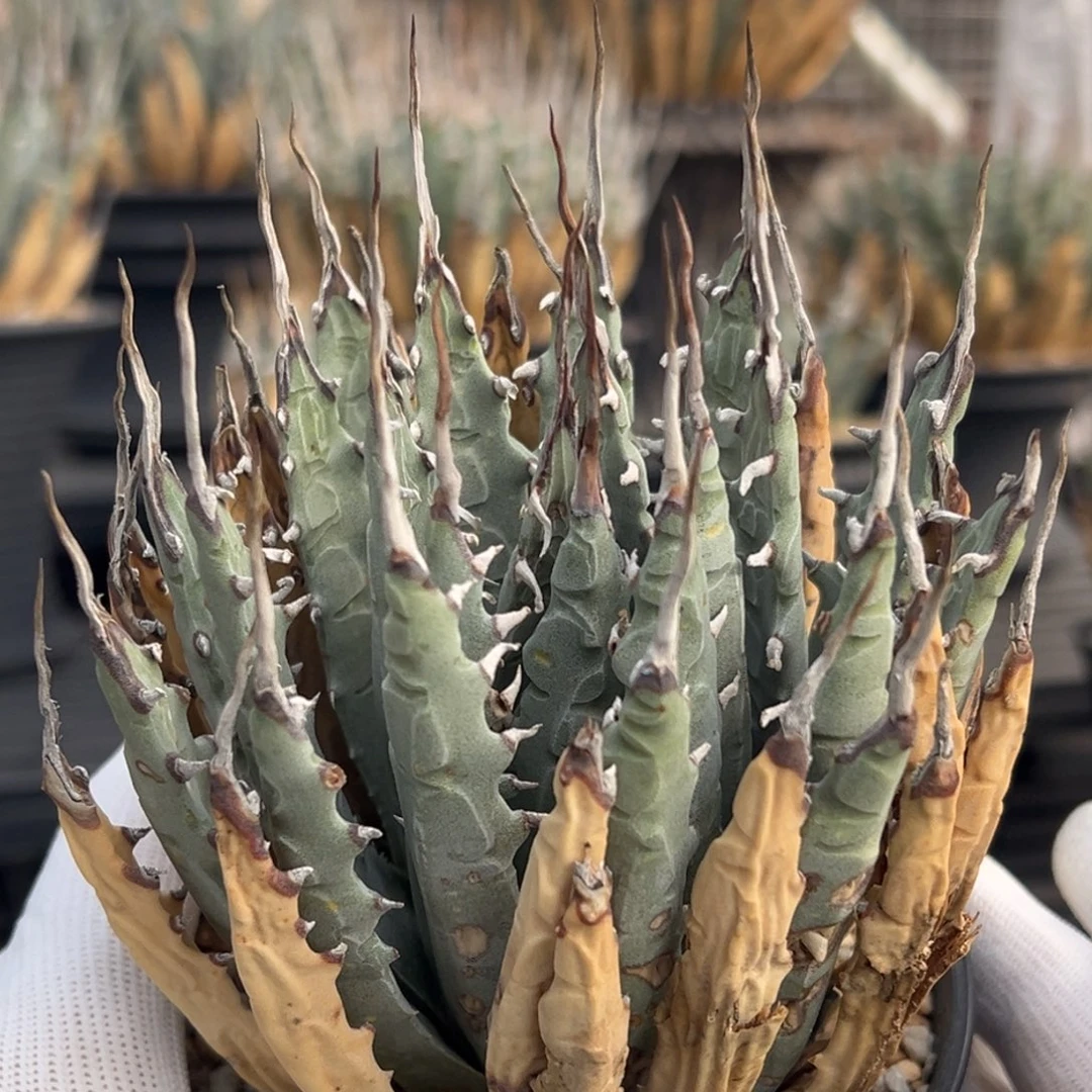 无花朵熟桩带盆 8折价 曲