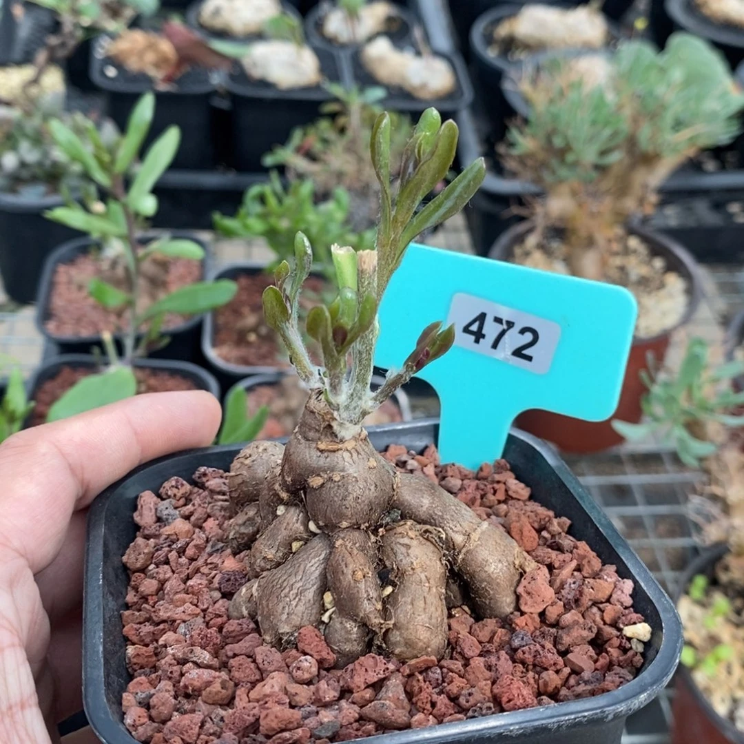 海星厚炖菊一个多肉