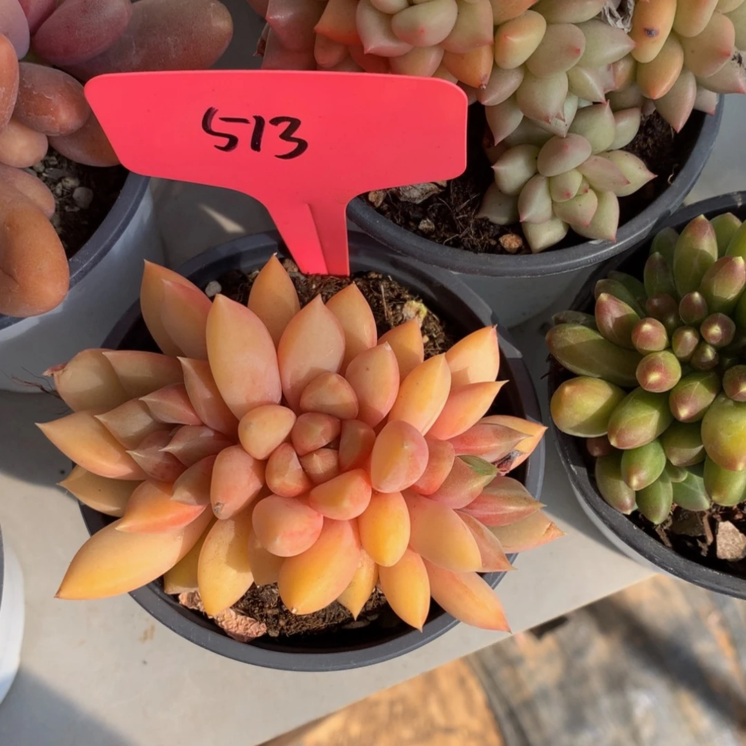 红象牙6262727272727