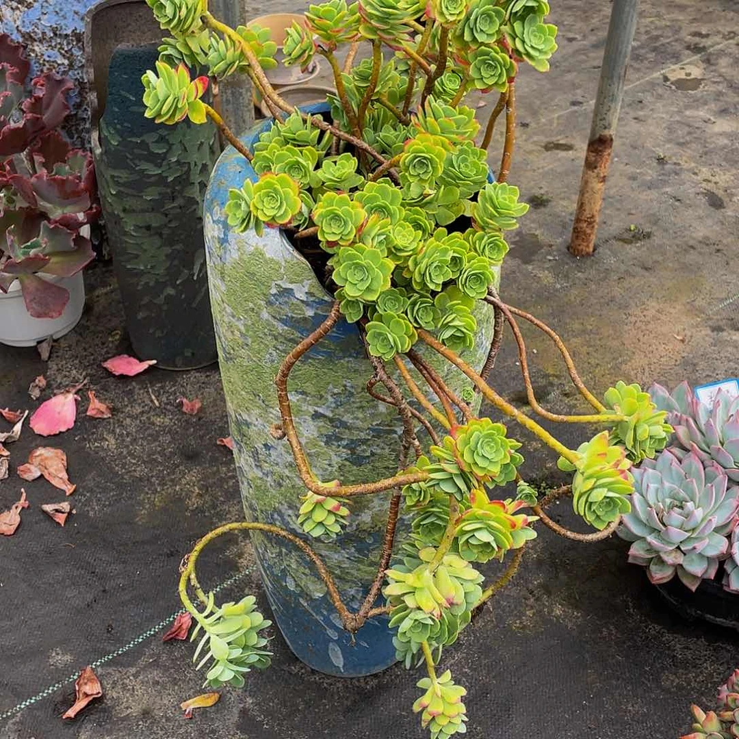 薄化妆多肉植物群3376