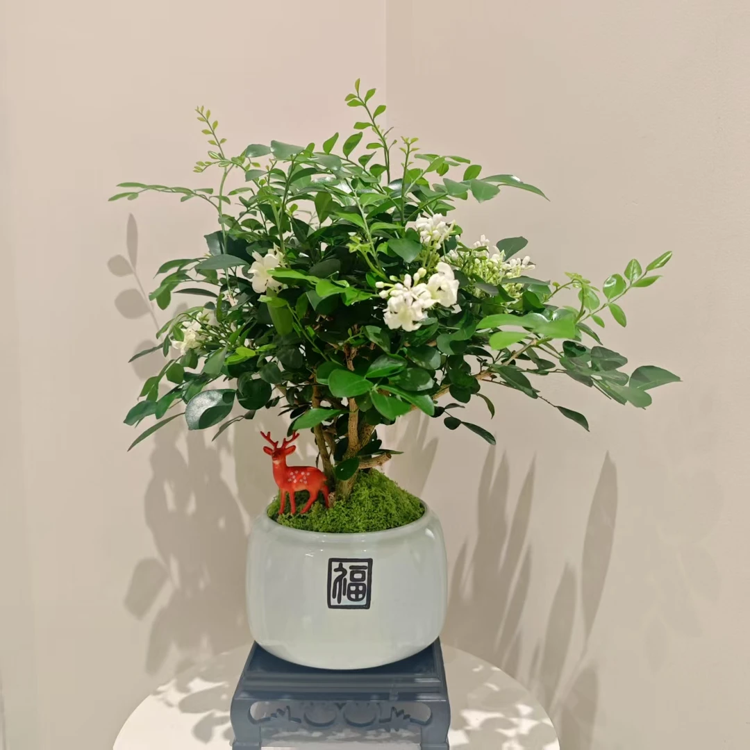 香飘满园达摩九里香高端桌面绿植盆景盆栽好养易活（夏天开花）