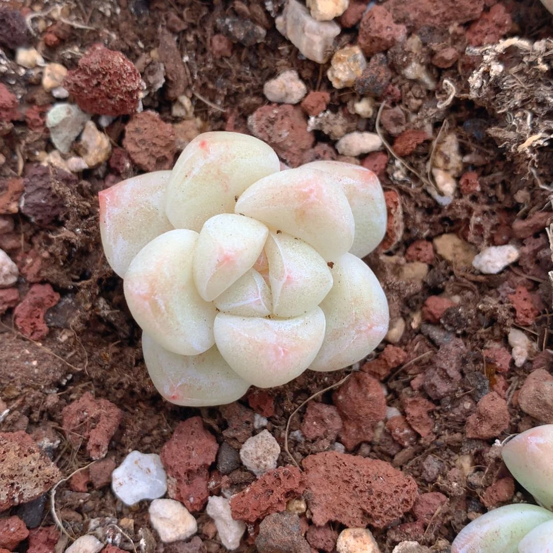 冰玉单头一物一拍