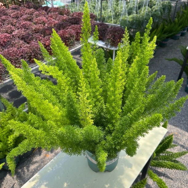 狐尾天门冬原盆盆栽易养护可净化空气适合室内外种植