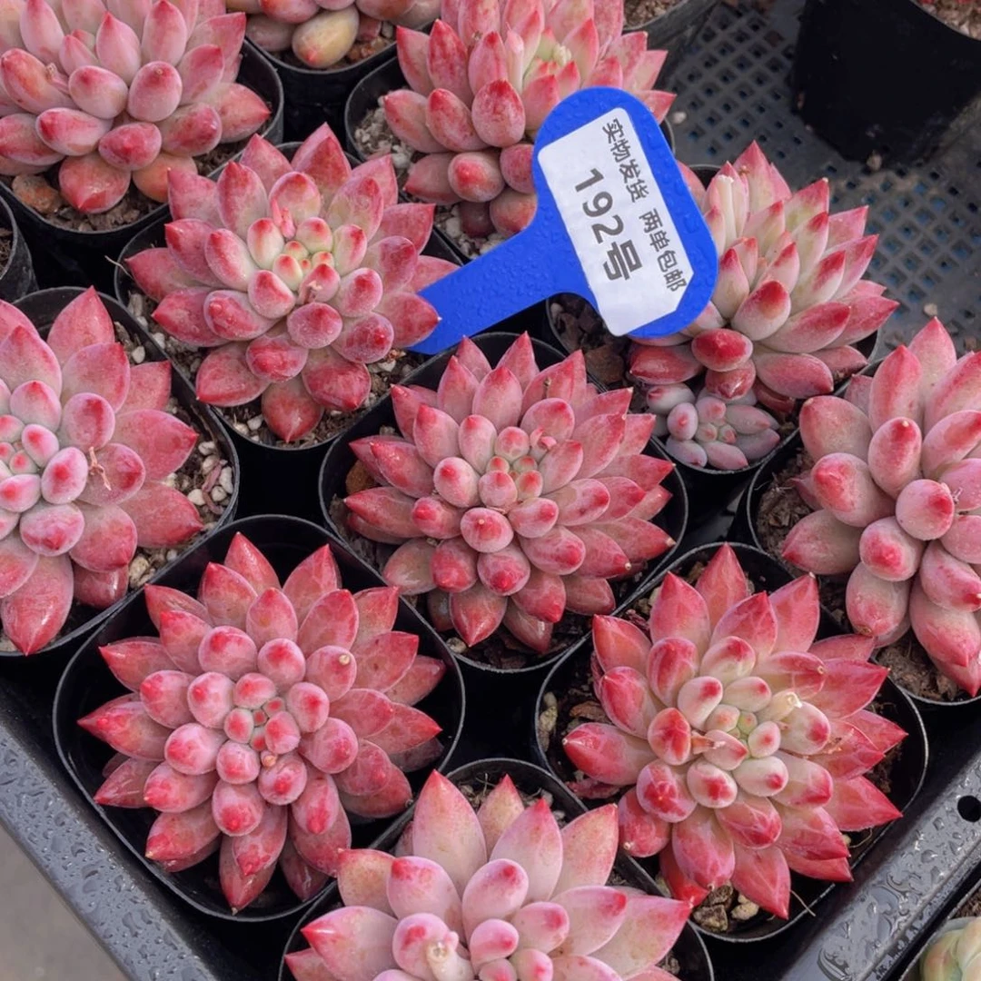 192号 虞美人大单头一个