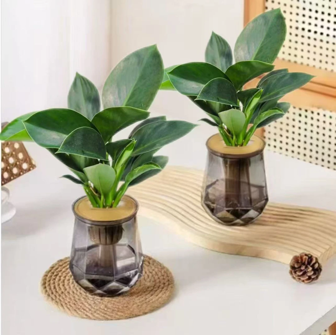 【买一送一金钻绿公主】植物除甲醛绿植办公室四季常青室内客厅摆放