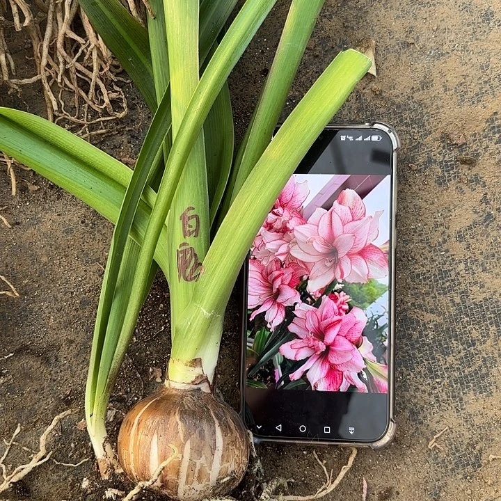 无花朵1白肋鬼魅6左右带一侧