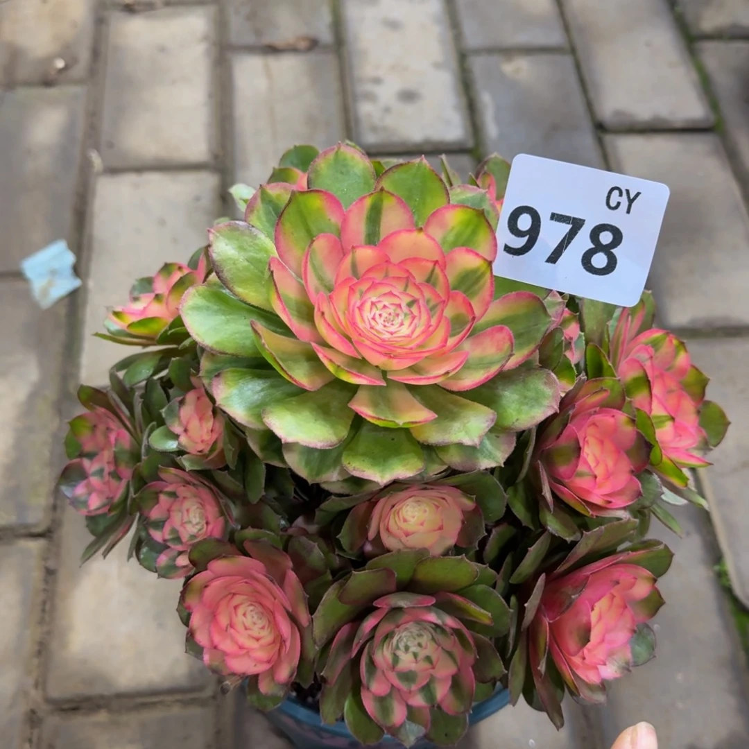 多肉植物978荔枝 法师