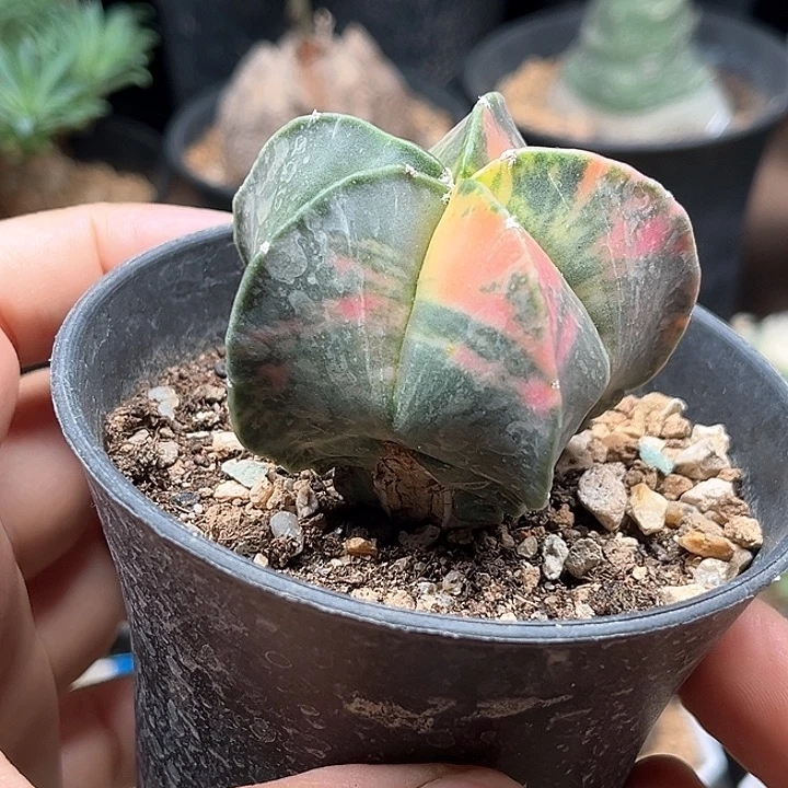 微瑕鸾凤玉锦实生球