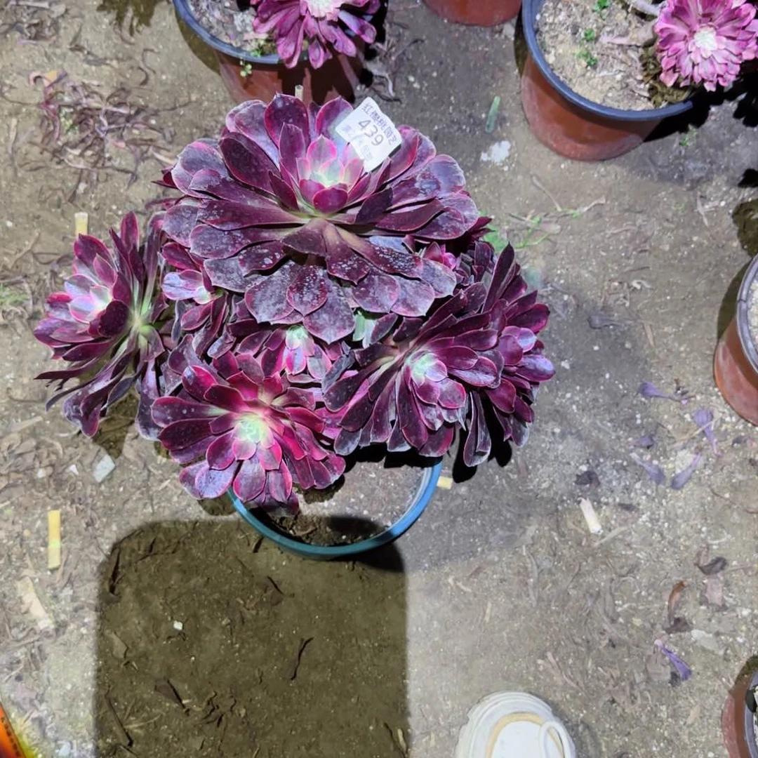 金丝法师多肉439