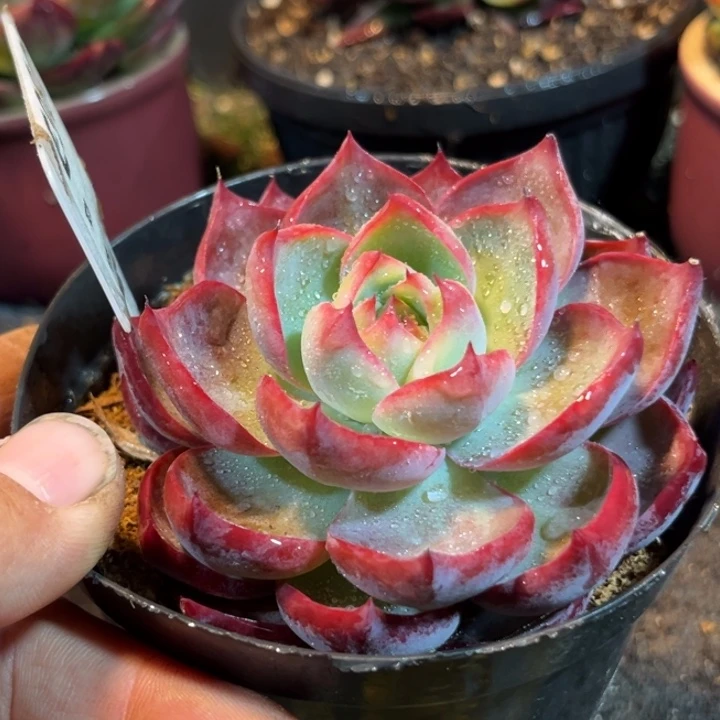 惊鸿一物一拍包装收缩花旱980