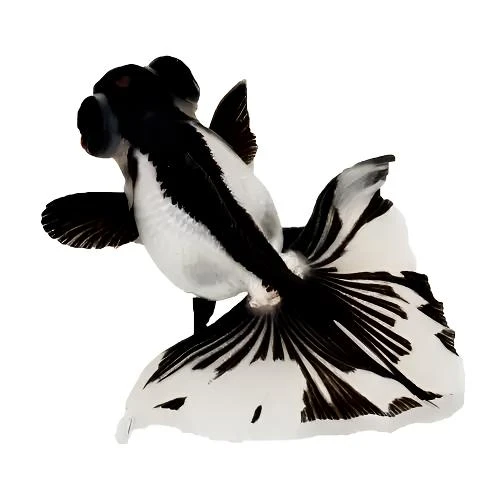 （渔场直销）活体冷水观赏鱼精品蝶尾玛丽泰狮顺丰包邮