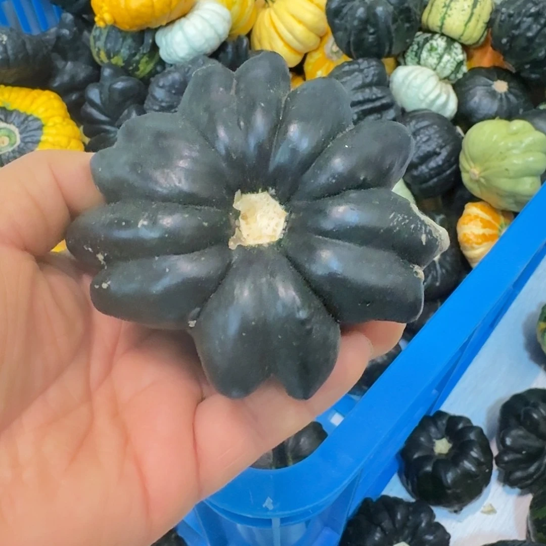 记***空墨西哥七彩葫芦青皮