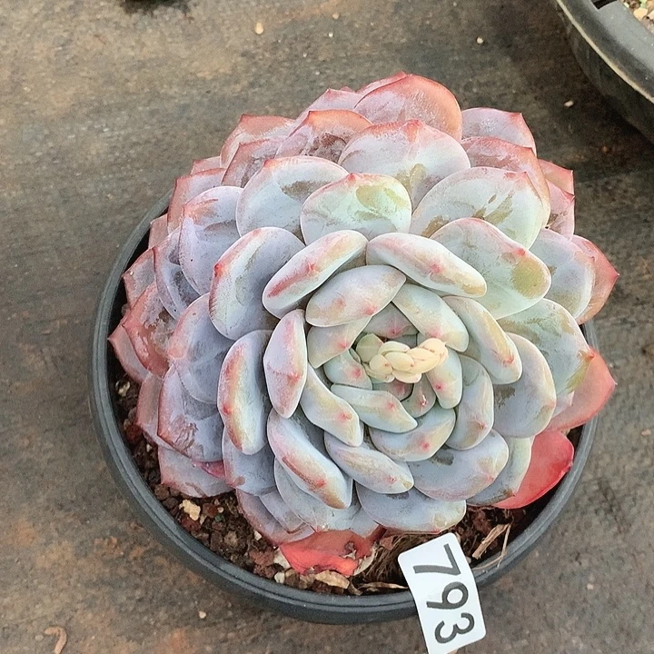 793橙子一物一拍多肉