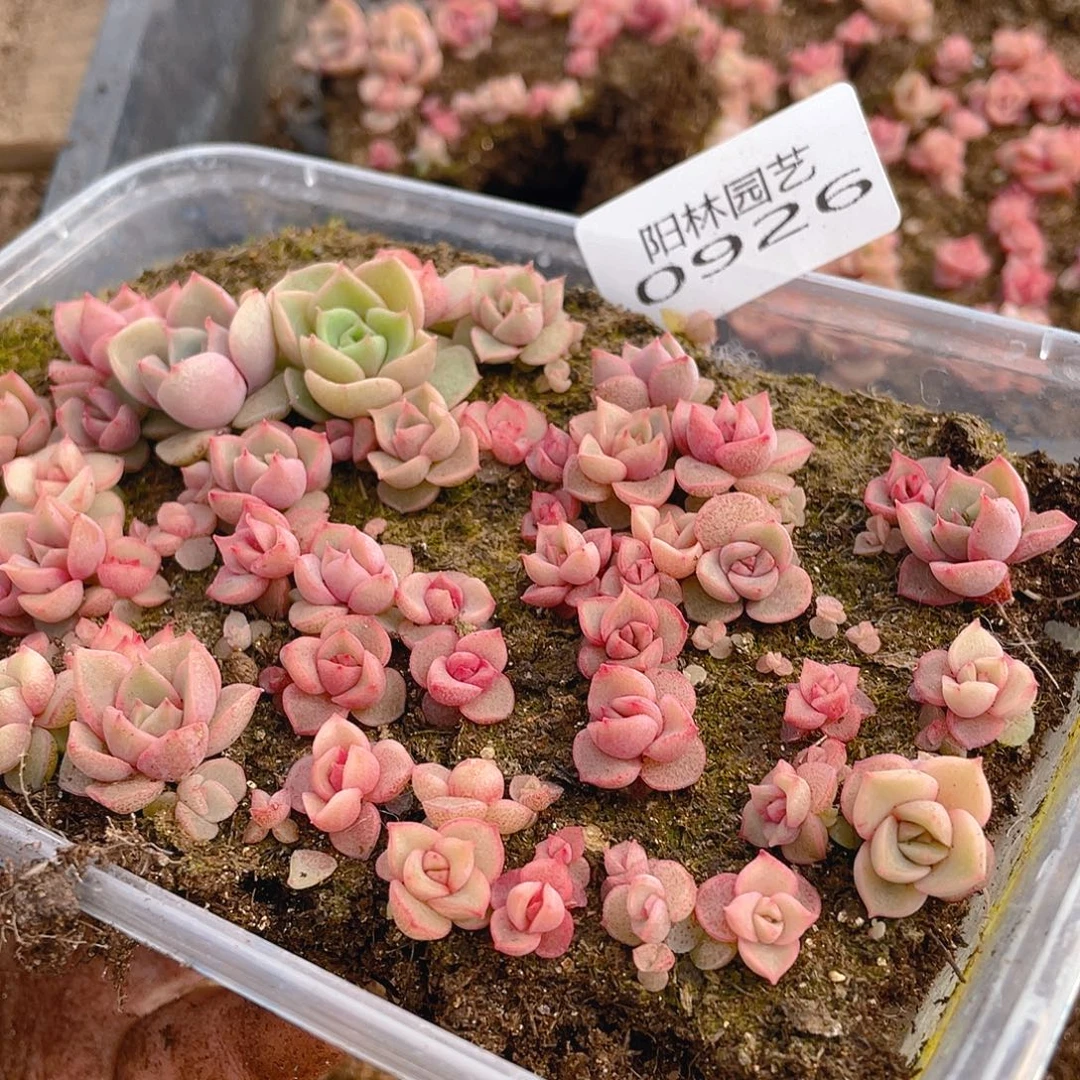 多肉植物多肉植物926