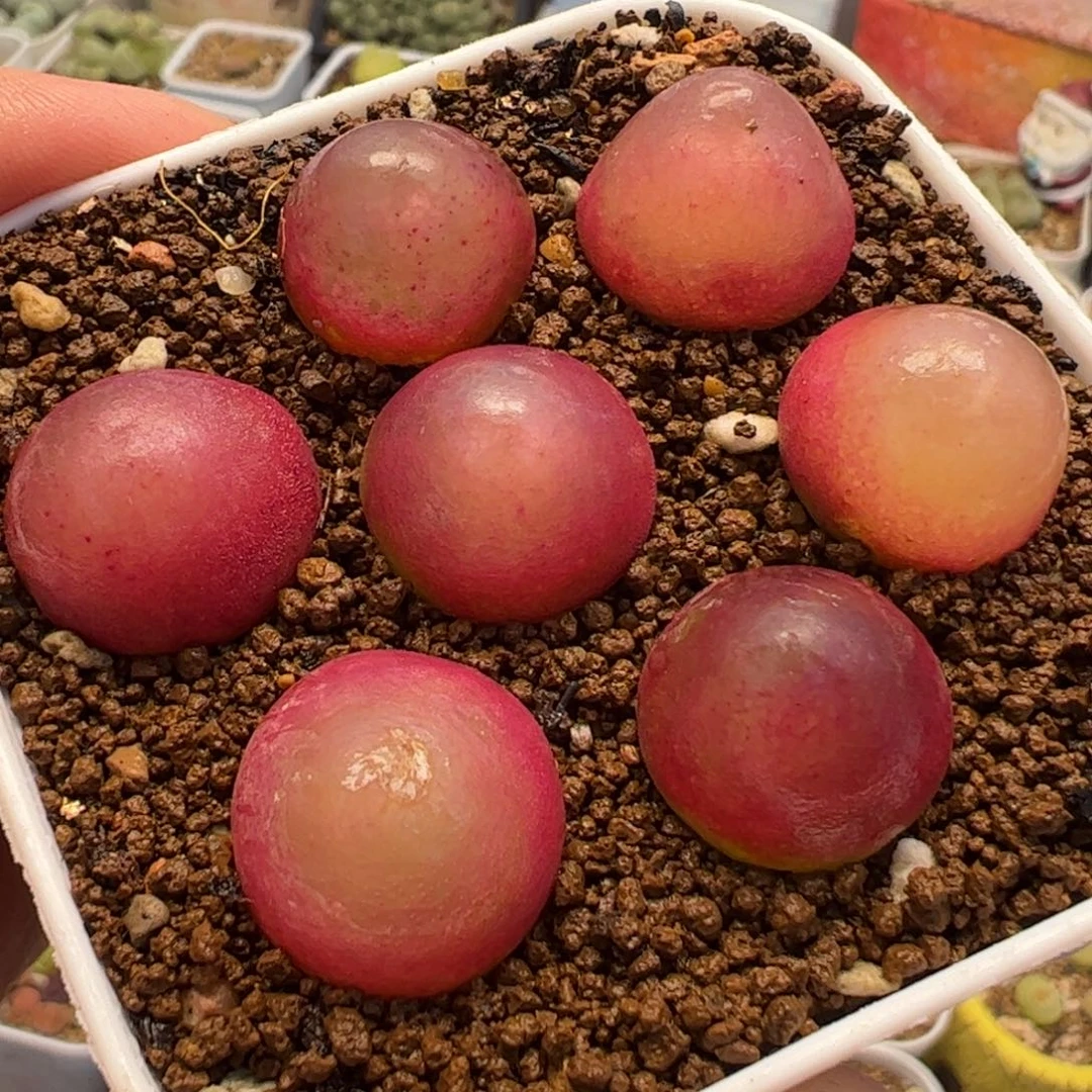 663多肉植物百科