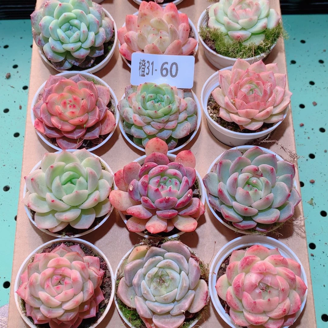 31-60一物一拍多肉带盆18颗
