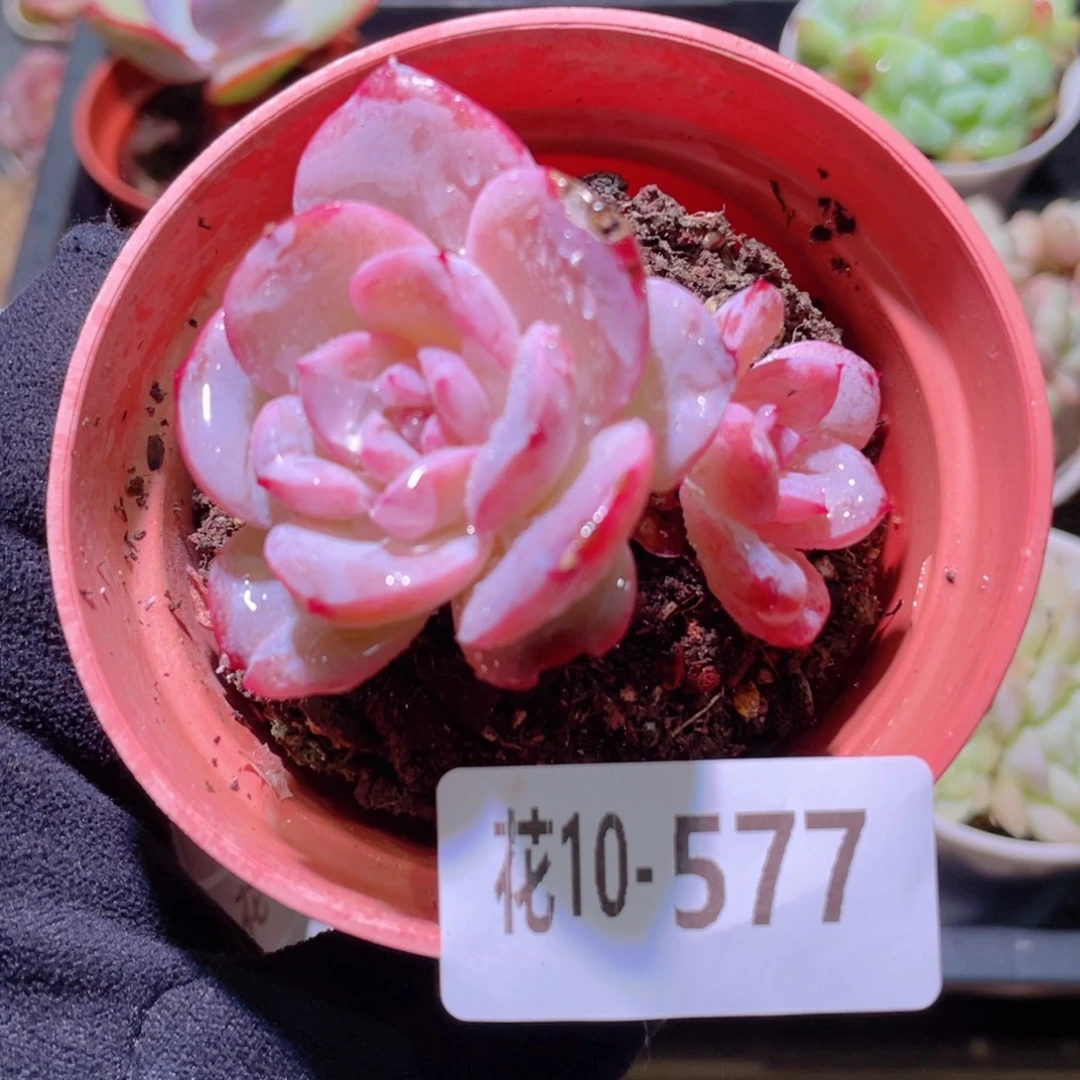 花利美10-577新品