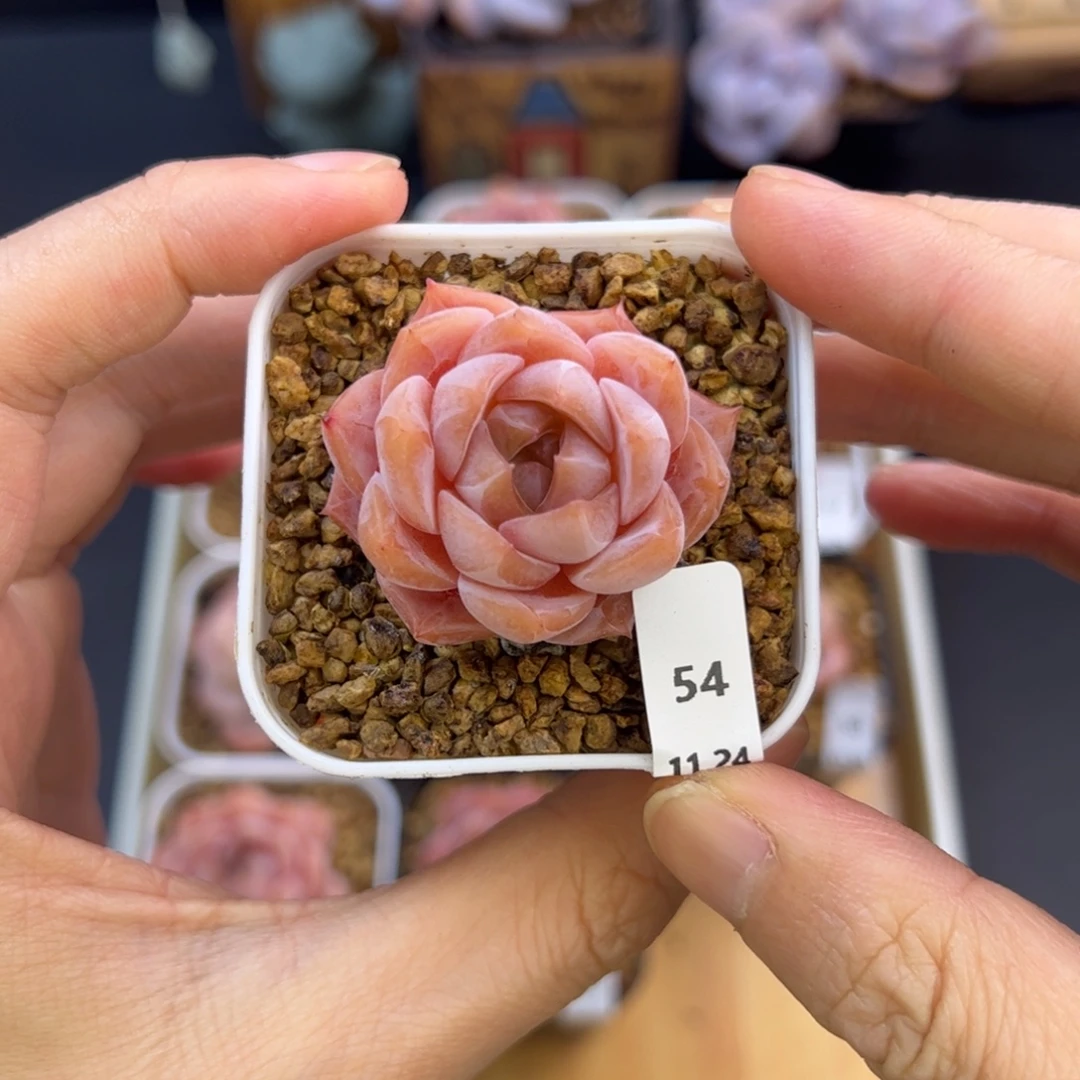 好好看54、哈哈哈哈哈