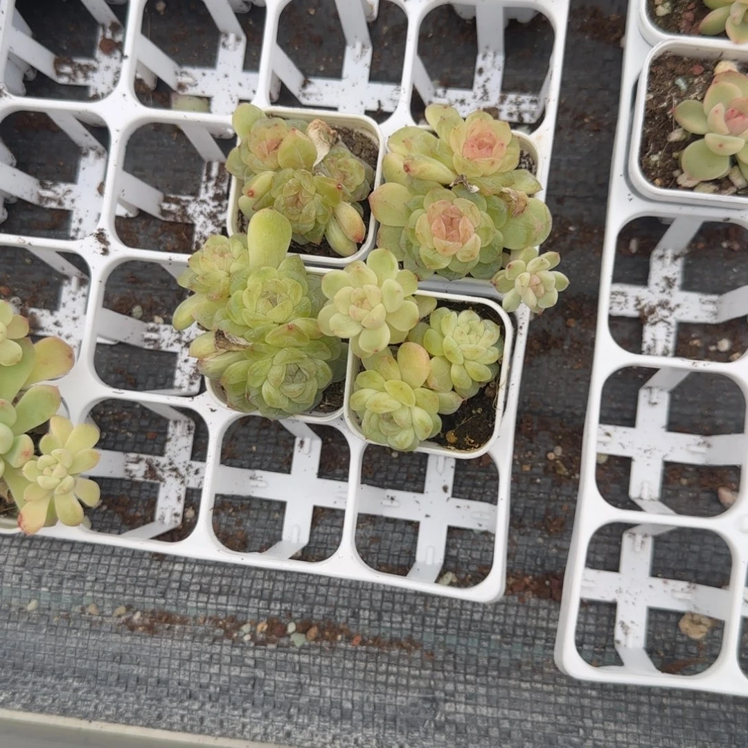 竹马三头盆1个7床满25包邮