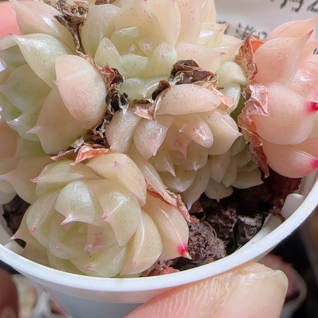 花语多肉0102-17散