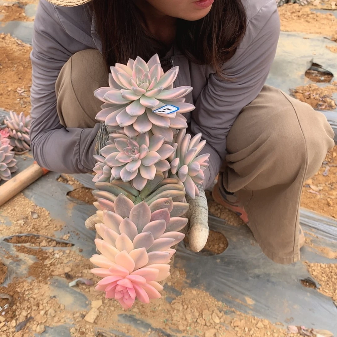 77 淡雪锦 一物一拍