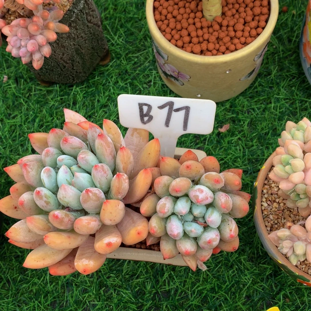 限***人所罗门多肉植物672/7