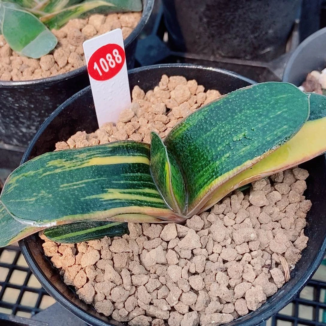 初*℡1088卧牛实生转带盆发货