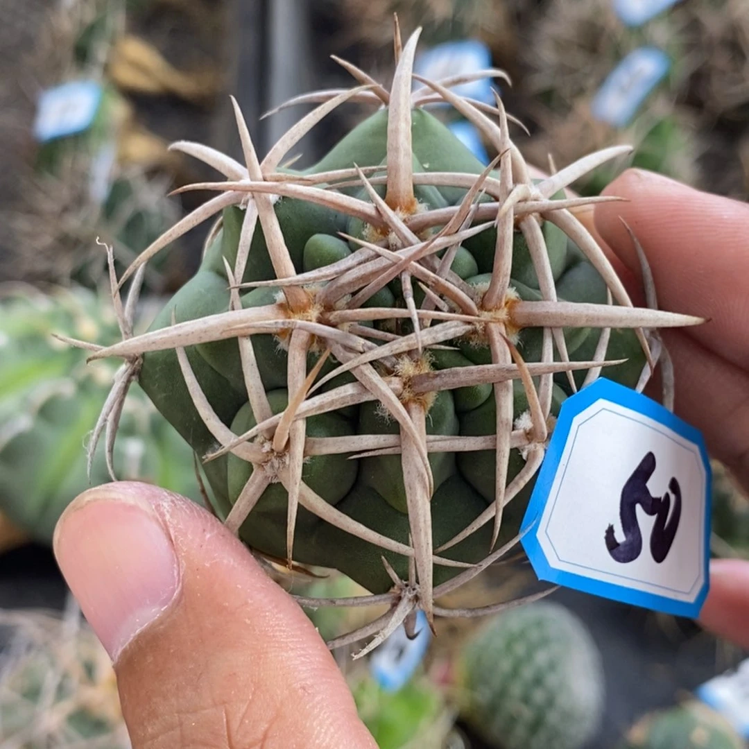 植播园艺58碧岩玉