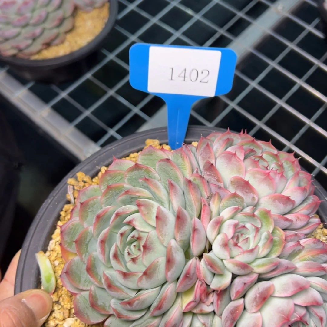 ?****?1402肉多哦多么多哦哟多哦