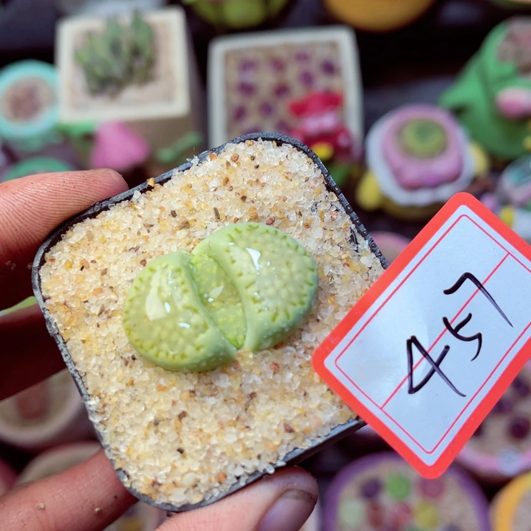 457生石花带盆发