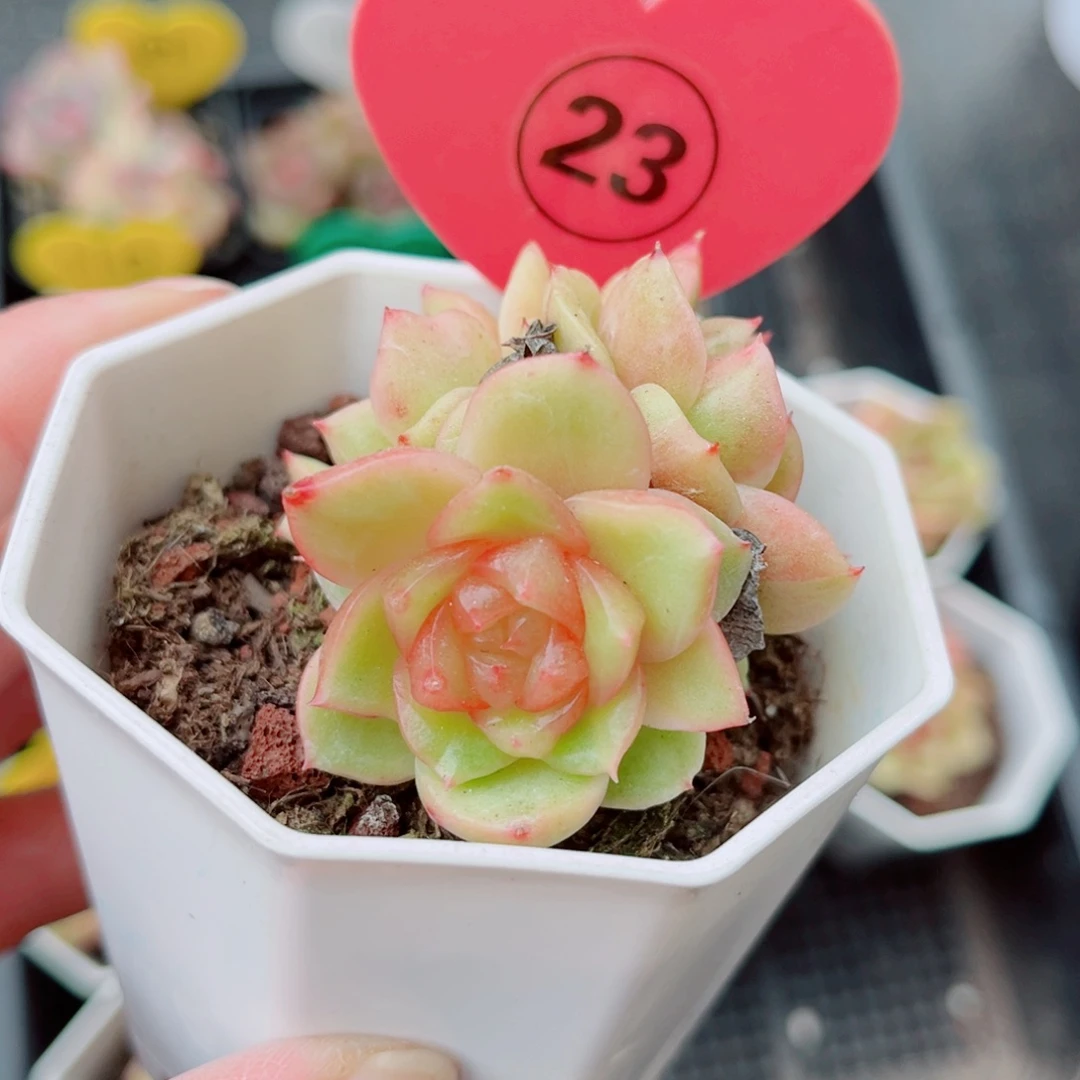 23号小老桩珍妮群