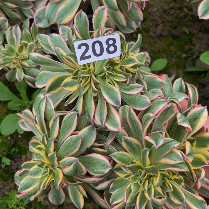 208灿烂缀化多肉植物