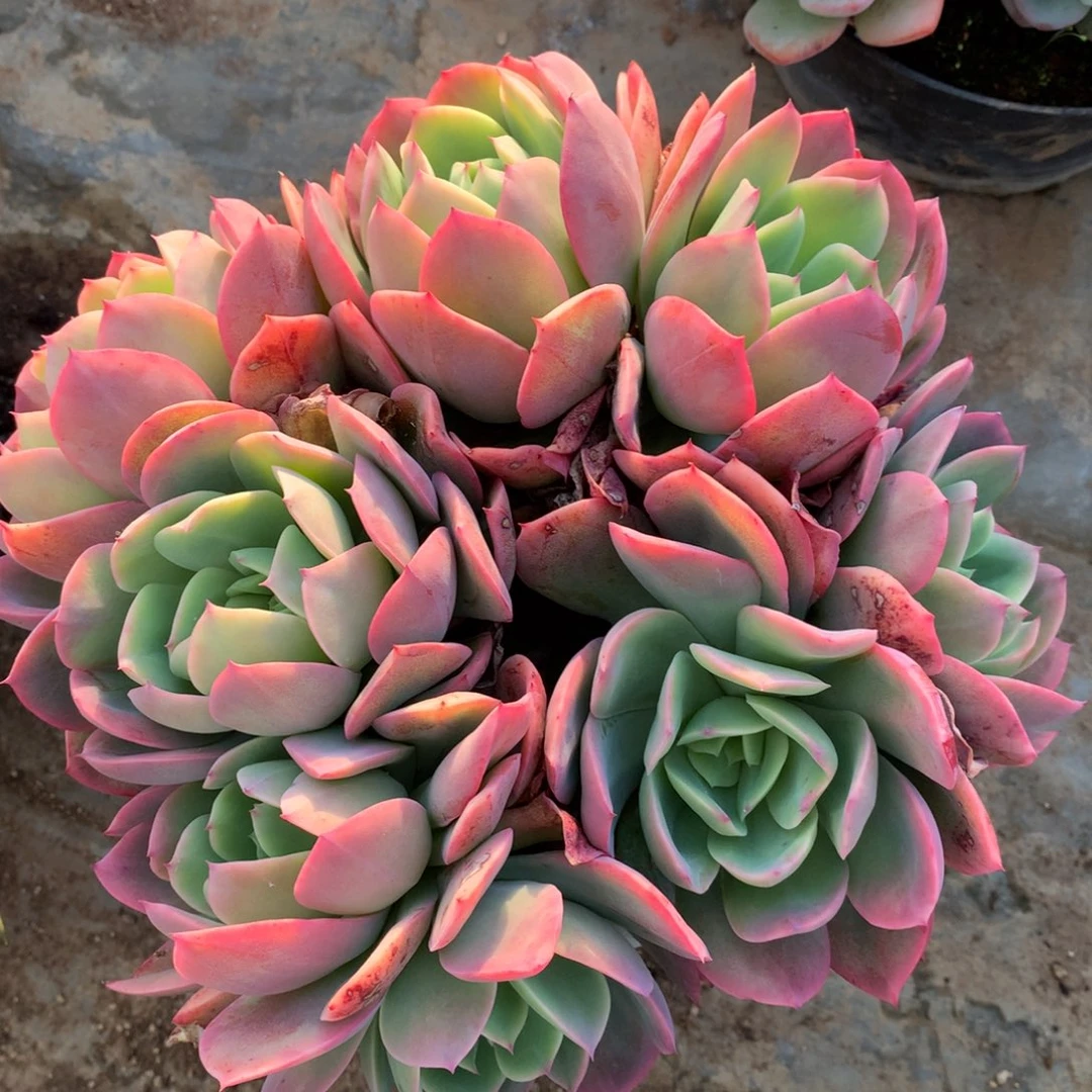 绮罗仙子一一物一拍