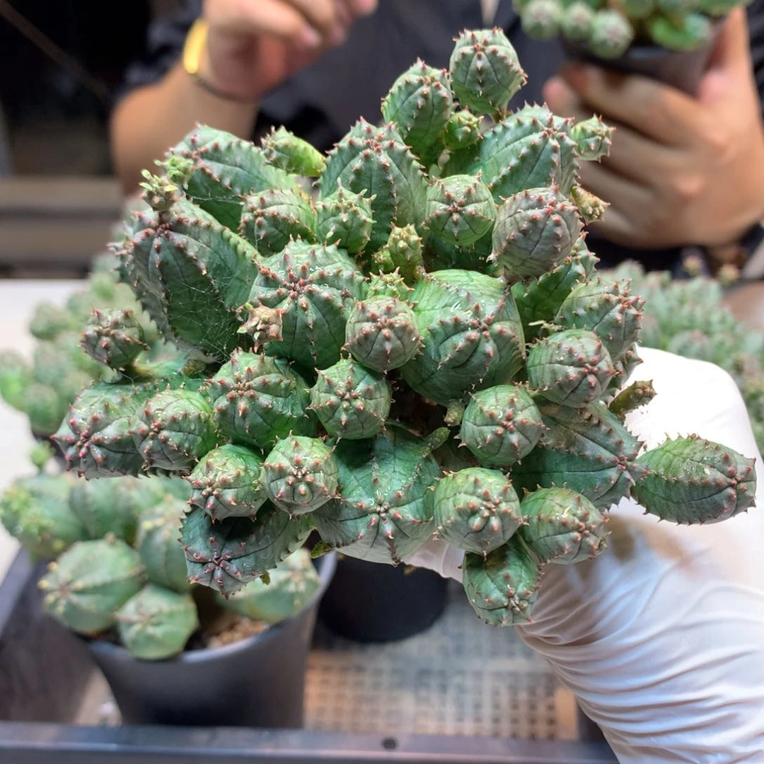 自根  子吹布纹球 整体10公分起发