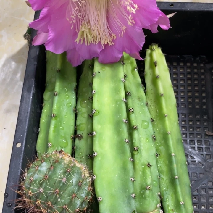 红花袖铺实生一代侧芽15公分